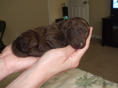 Picture of a 1 week old Chocolate Labradoodle Puppy.