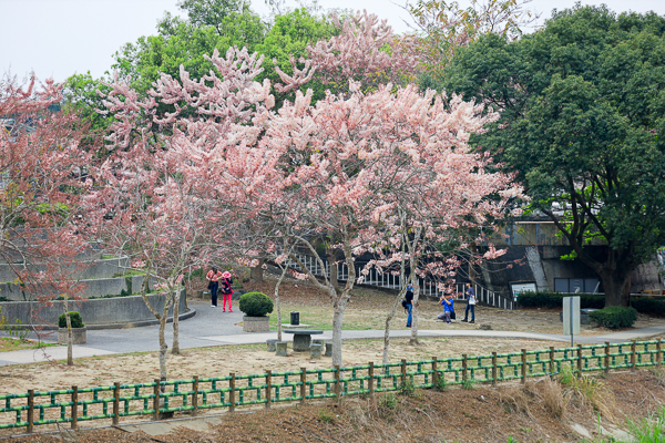 嘉義竹崎公園花旗木盛開，親水設施、天空步道、吊橋，休閒好去處