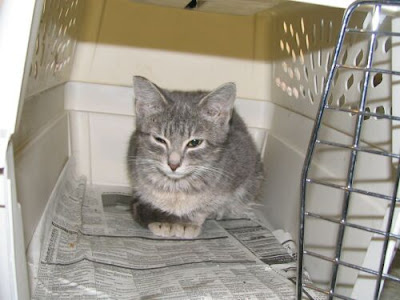 Gray tabby female Gypsy boiler room kitten fixed at Sunday's clinic