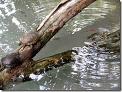 IMG_0093_thumb