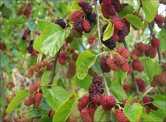 Panduan Cara Merawat Pohon Murbei agar Berbuah Lebat