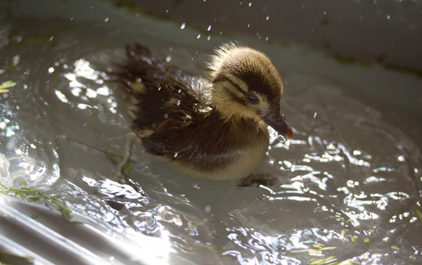 Cute baby mandarin duck swimming, cute baby duck, baby duck pictures