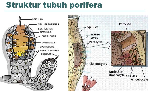 Pengertian Ciri Ciri dan Contoh Filum Porifera  Beserta 