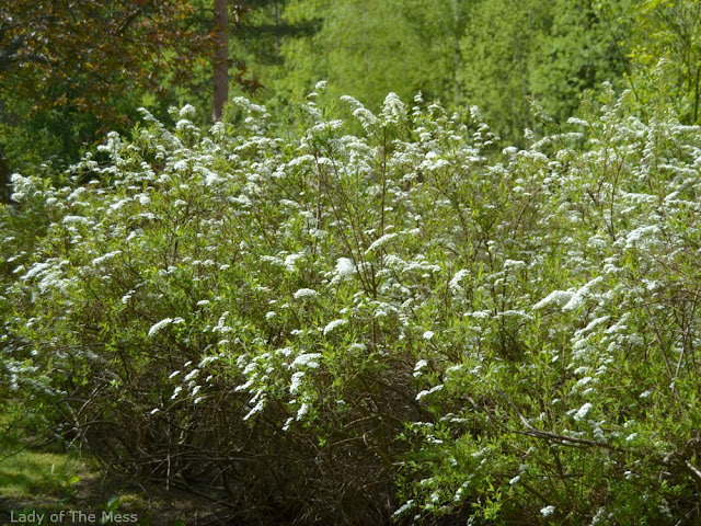 kukka, norjanangervo, flower