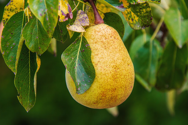 dried-pears,soft dried pears