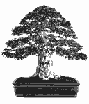 Bonsai Style: Formal Upright