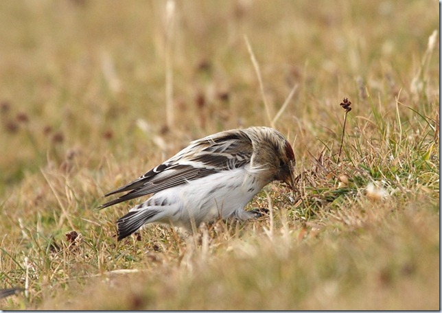 hornemanni_fair_isle2