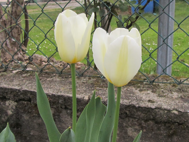 Fiori del Tulipano Classico