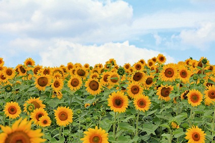 sunflower3