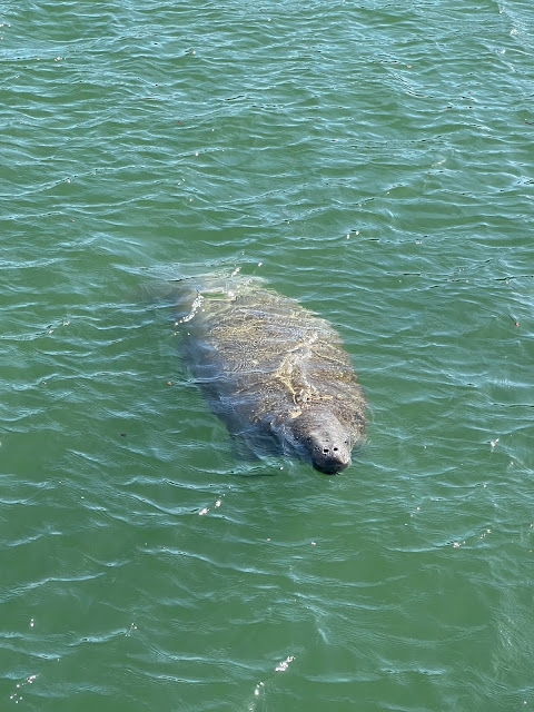 manatee