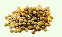 lentilha