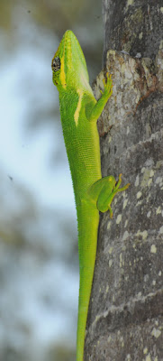 Knight Anole (Anolis equestris)