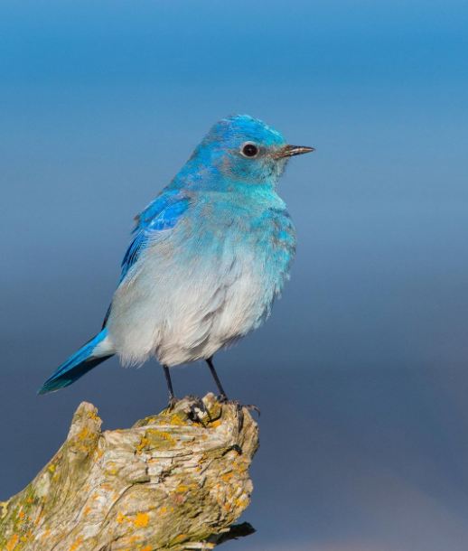 Mountain bluebird