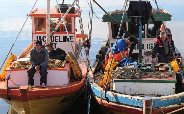 Maullín: Pescadores artesanales obtienen certificación Fair Trade para comercializar locos