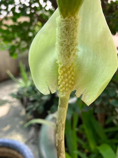 Amorphophallus lanuginosus