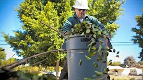 QUESTIONS YOU NEED TO ASK ABOUT QUALITY TREE CARE