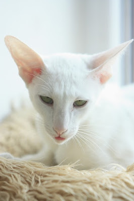 8-القطط الشرقية ذات الفرو القصير Oriental Shorthair