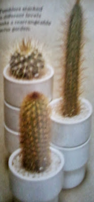 miniature-cacti