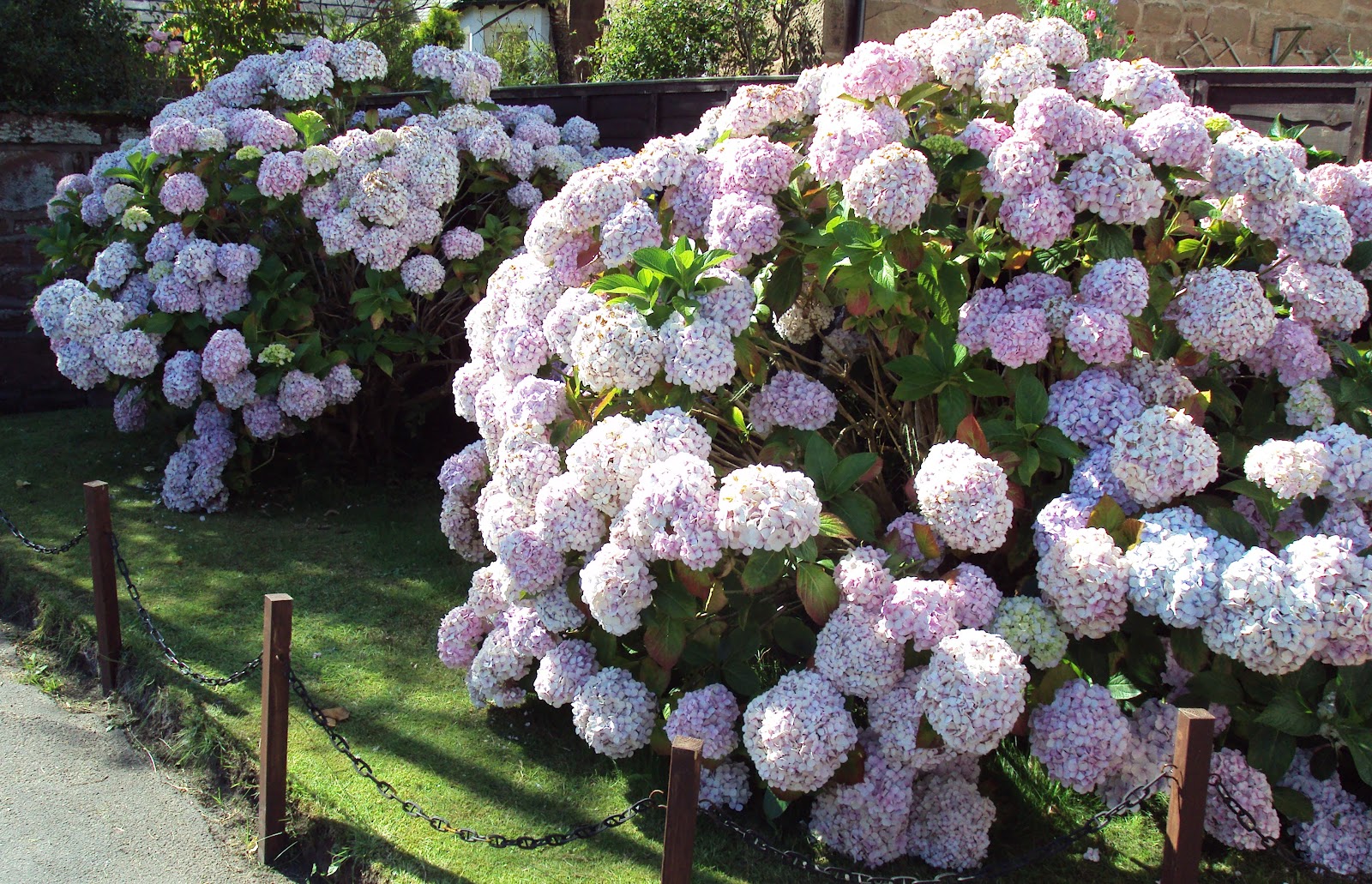 Hydrangea How To Plant Grow And Care For Hydrangea 