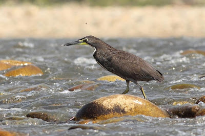 Fasciated Tiger Heron