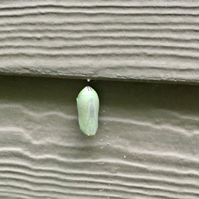 today's monarch chrysalis (see the butterfly inside?)