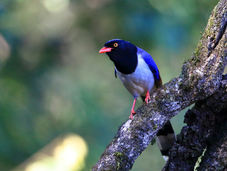 Red-billed Blue Magpie