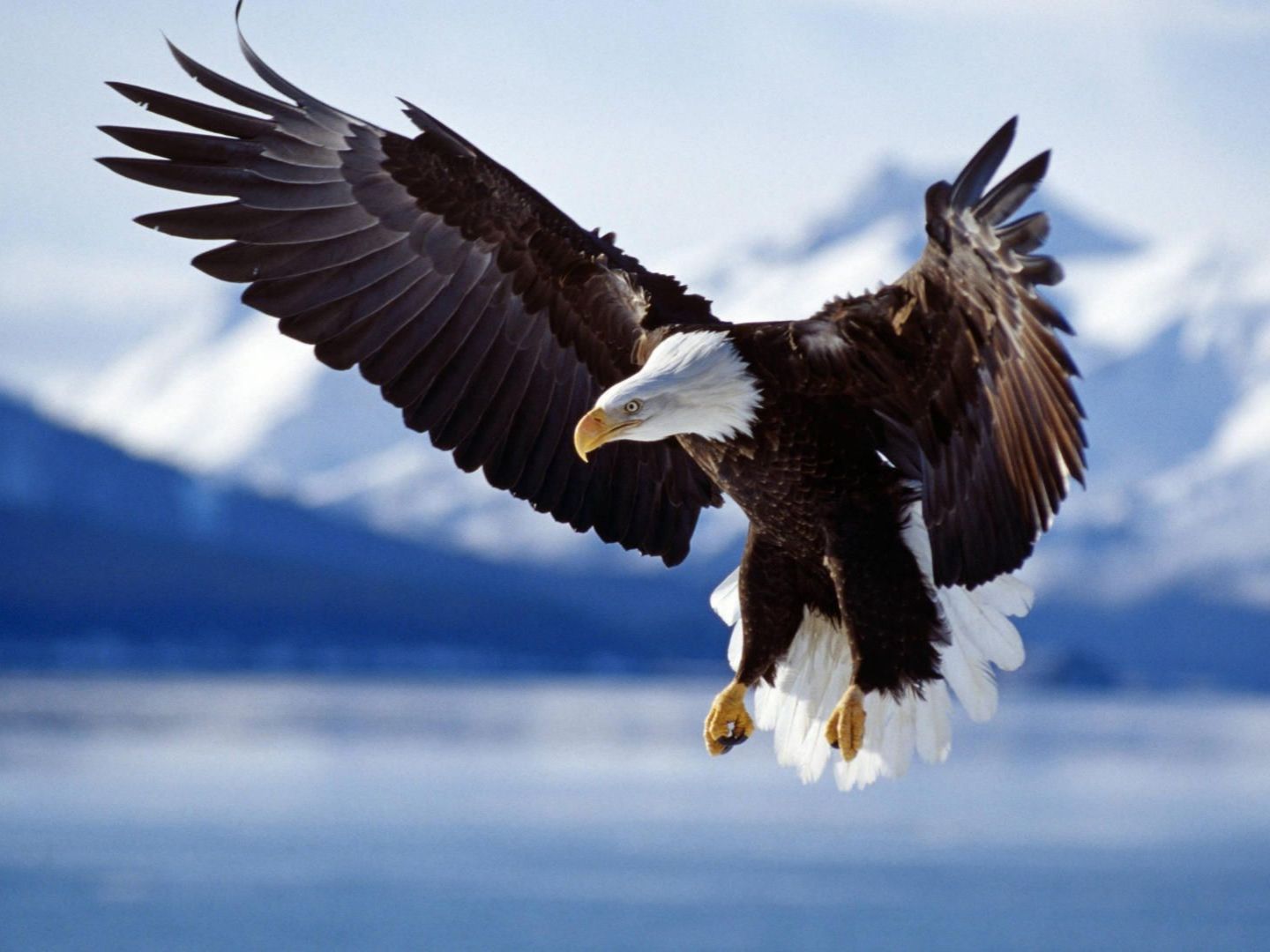 animal state eagle eagles are large birds of prey and is powerful with 