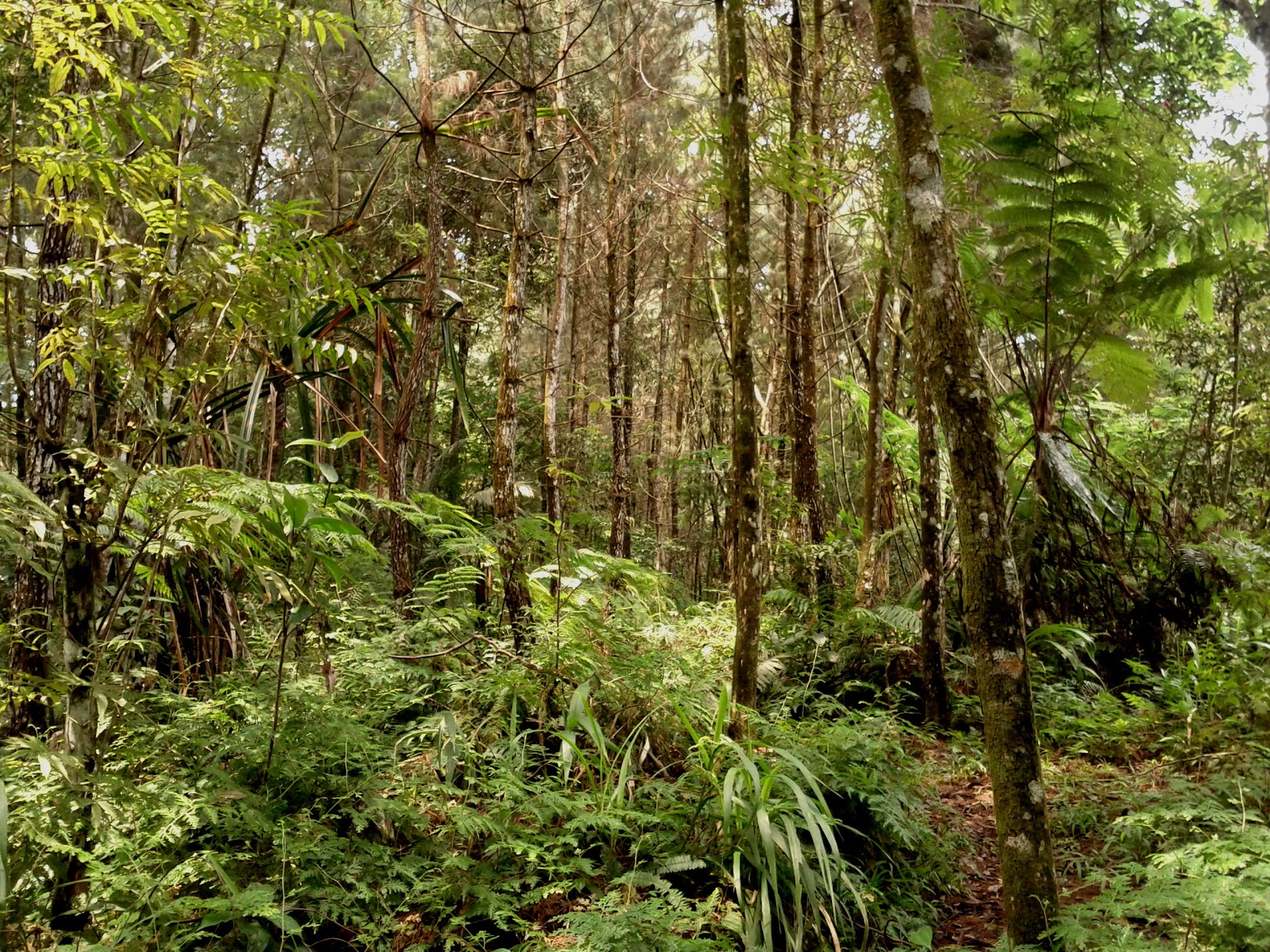 Hutan Hujan Tropis Media Pembelajaran Geografi