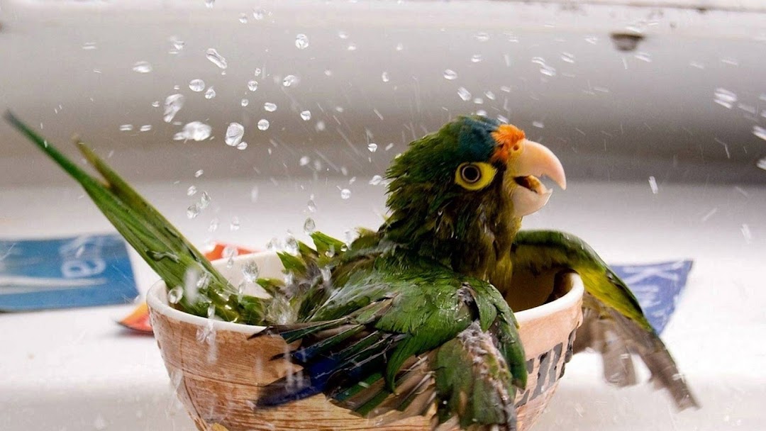 Parrot Bath HD Wallpaper