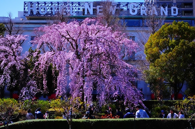 山下公園　しだれ桜