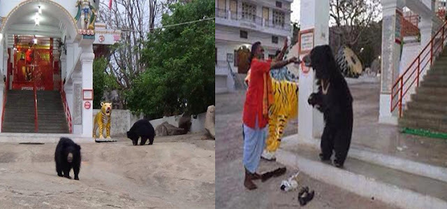 Mysterious Temple In India where bear comes for prey.