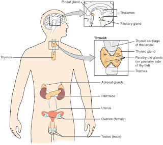 Excretory system