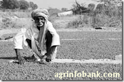 100,000 wheat seed bags for small farmers