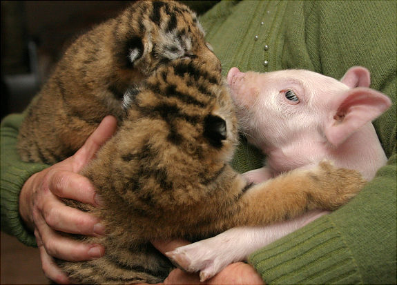 Oddest Animal Couples 07 22 Foto persahabatan hewan yang unik