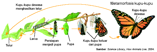 Penjelasan Metamorfosis kupu kupu gambar dan proses Penjelasan Metamorfosis kupu kupu gambar dan proses