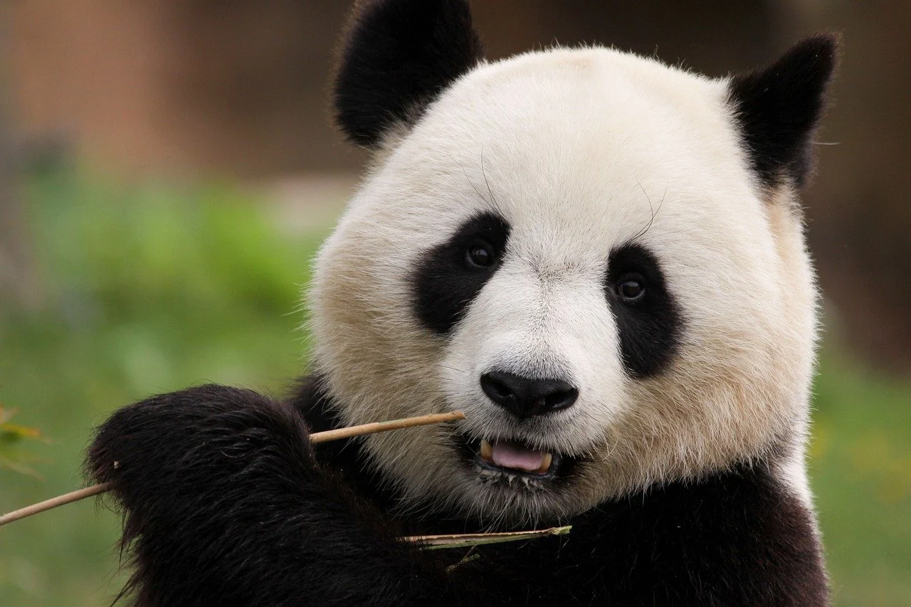 A close-up photo of a panda sitting on the ground, eating bamboo with its black and white fur clearly visible.