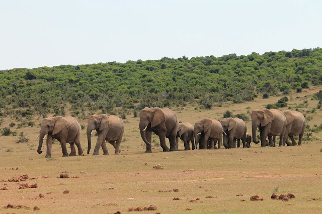 http://ani-hearts.blogspot.de/2014/09/addo-safari-in-southern-south-africa.html