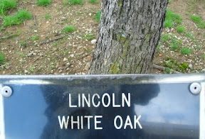 Abe Lincoln white oak