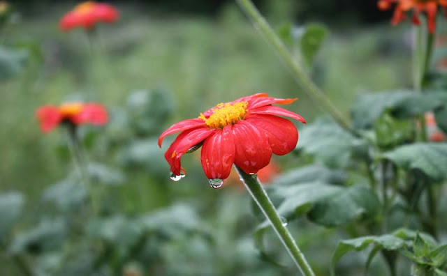 Mexican Sunflower Pictures