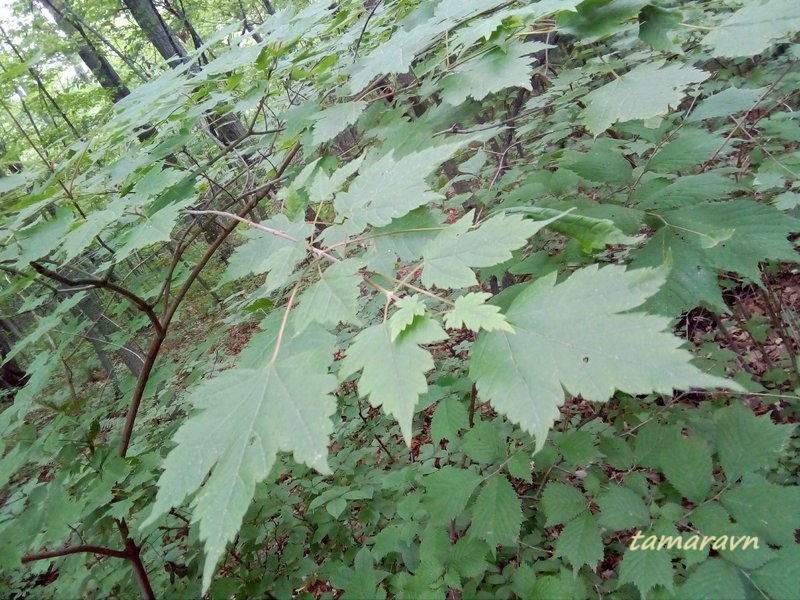 Клён бородатый / Клён бородчатонервный (Acer barbinerve)