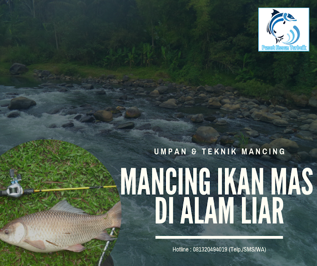 https://pusatessenterbaik.blogspot.com/2019/03/umpan-dan-teknik-mancing-ikan-mas-di-alam-liar-paling-joss.html