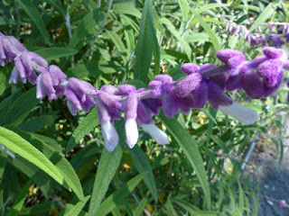 Salvia leucantha - Sauge à fleurs blanches