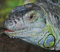 Iguana verde (Iguana iguana)