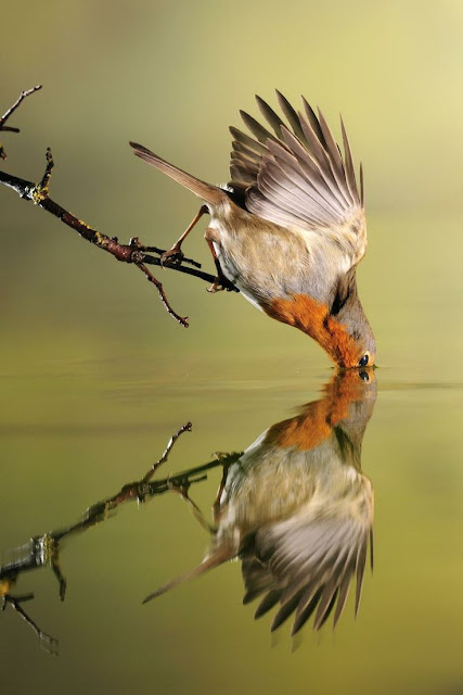 Bird Drinking