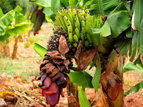 Bananas in Cyprus Bananas in Cyprus