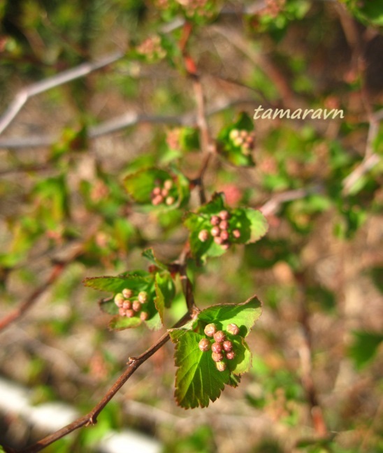 Смотрите также тему:  Спирея уссурийская / Таволга уссурийская (Spiraea ussuriensis)