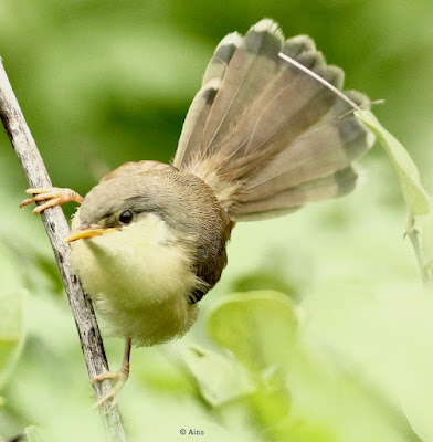 "Ashy Prinia  immature, displaying a fntail like tail."