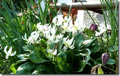 gill's erithroniums