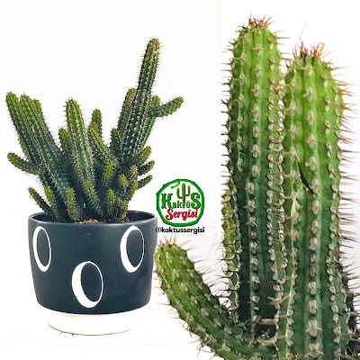 Euphorbia Baioensis Sukulent Kaktüs succulent cactus bitki bakımı nasıl bakılır? #kaktussergisi #kaktüstürkiye  #euphorbiabaioensis  #euphorbia  #succulents #succulent  #sukulent   #succulentlove  #sukulentkoleksiyon  #sukulenttasarımı  #sukulentaşkı  #sukulentyetiştiriyorum  #sukulenttürkiye  #sukulentseverler  #sukulentkaktüs  #sukulentçeşitleri  #sukulentaşkı  #sukulentaski  #kaktüs    #bitki   #cactus    #plant   #flower   #flowers   #cicek Euphorbia baioensis Sukulent Kaktüs succulent cactus bitki bakımı nasıl bakılır?  #kaktüstürkiye  #euphorbiabaioensis  #euphorbia  #succulents #succulent  #sukulent   #succulentlove  #sukulentkoleksiyon  #sukulenttasarımı  #sukulentaşkı  #sukulentyetiştiriyorum  #sukulenttürkiye  #sukulentseverler  #sukulentkaktüs  #sukulentçeşitleri  #sukulentaşkı  #sukulentaski  #kaktüs    #bitki   #cactus    #plant   #flower   #flowers   #cicek