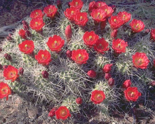 red spin flowers